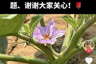 扛起进攻！东契奇半场砍下21分4板6助 次节8中5独揽14分